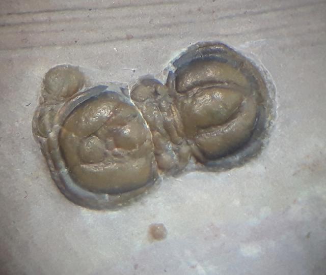 Peronopsis interstricta (WHITE 1874) - Bild &copy; FossNet FossilienStore